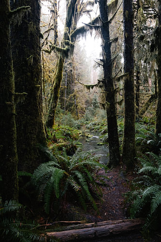 Mystics Woods