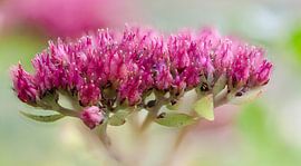 Herbstfreude in de herfst