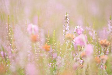 Heideveld in bloei van Birgitte Bergman