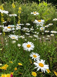 Marguerite by tania mol
