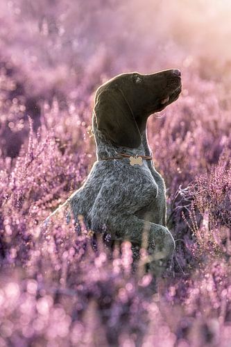 Kortharige Duitse staande puppy in paarse heide tijdens de zomer - hond