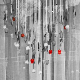 Tulpen für ein Fenster von Marijke Keijser