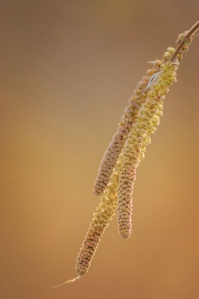 Willow Catkin by Miranda Rijnen Fotografie