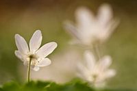  Flowering wood anemone
