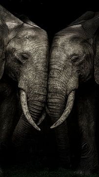 Elephant's silent tyres - united in strength by Retinas images