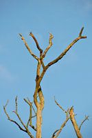 Blue sky in contrast