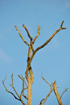 Blauwe lucht in contrast van Anke Winters