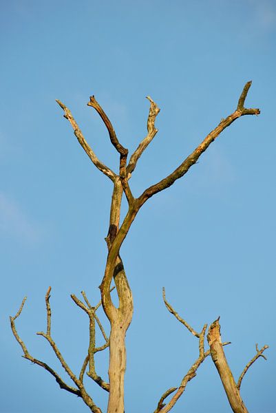 Blue sky in contrast by Anke Winters