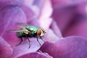 Vlieg op hortensia