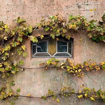 Herbstfenster von Tim Breeschooten