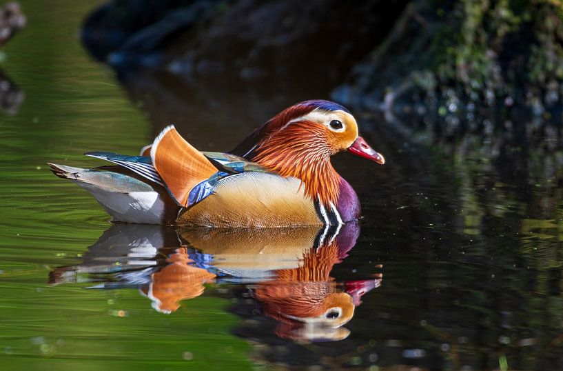 Mandarin duck in a pond in the forest by Merijn Loch