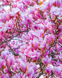 When the sun kisses the magnolias. by Sven Frech