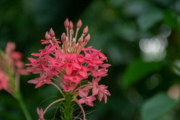 Krachtig Volle Bloemig Volle bloemen