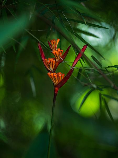 Red exotic flower by Anouschka Hendriks