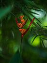 Rote exotische Blume von Anouschka Hendriks Miniaturansicht