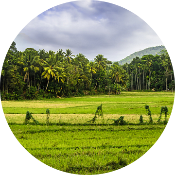 Panoramalandschap met groen rijstveld in Sri Lanka van Dieter Walther