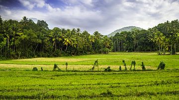 Panorama Landschaft mit grünem Reisfeld in Sri Lanka von Dieter Walther