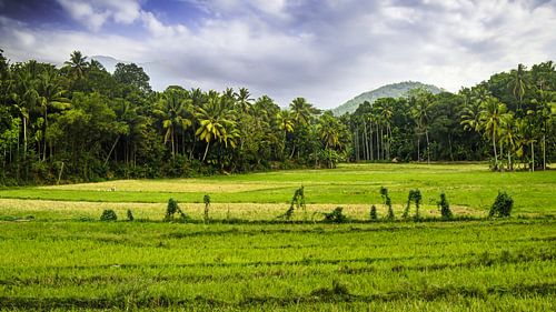 Panoramalandschap met groen rijstveld in Sri Lanka