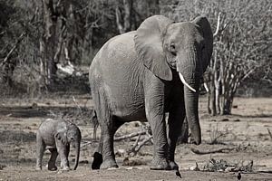 Eléphant avec son petit