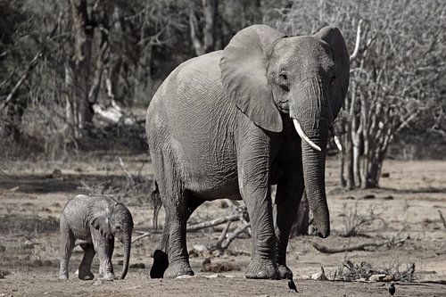 Olifant met kalfje