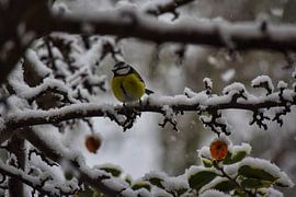 Kohlmeise im Schnee von Simdwlf