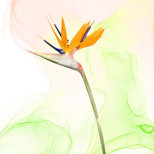Strelitzia | Liquid Art No. 2