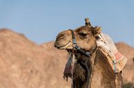 een kameel in de negev woestijn van israel bij eilat van ChrisWillemsen thumbnail