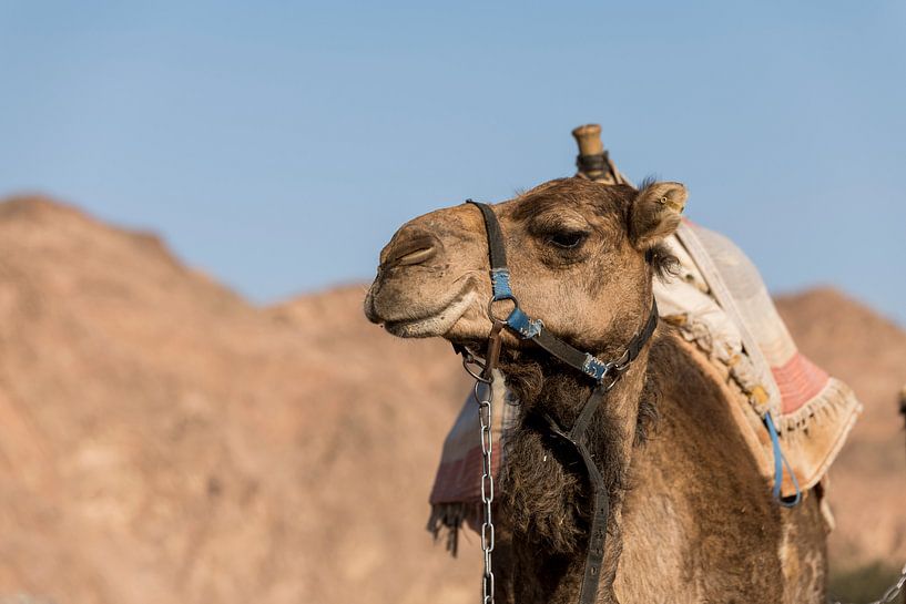 een kameel in de negev woestijn van israel bij eilat van ChrisWillemsen