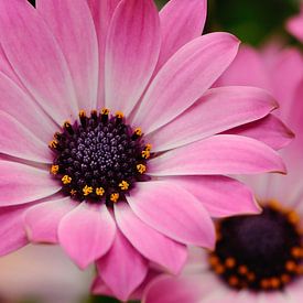 Closeup of a spanish daisy by Robert de Jong