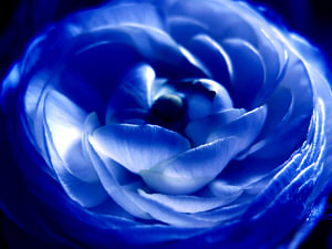 clair de lune