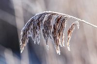 Forst sur une plume de roseau