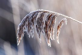 Eis auf Schilfplume von Martin Smit