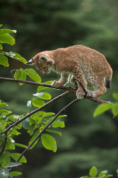Luchs ( Lynx lynx ), junger Luchs klettert im Baum, sucht Halt auf einem dünnen Ast. von wunderbare Erde