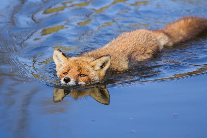 Swimming fox in water with partial reflection by Angela Louwe