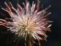Alpen bloem
