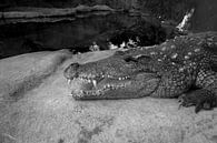 crocodile by Joop Kalshoven thumbnail