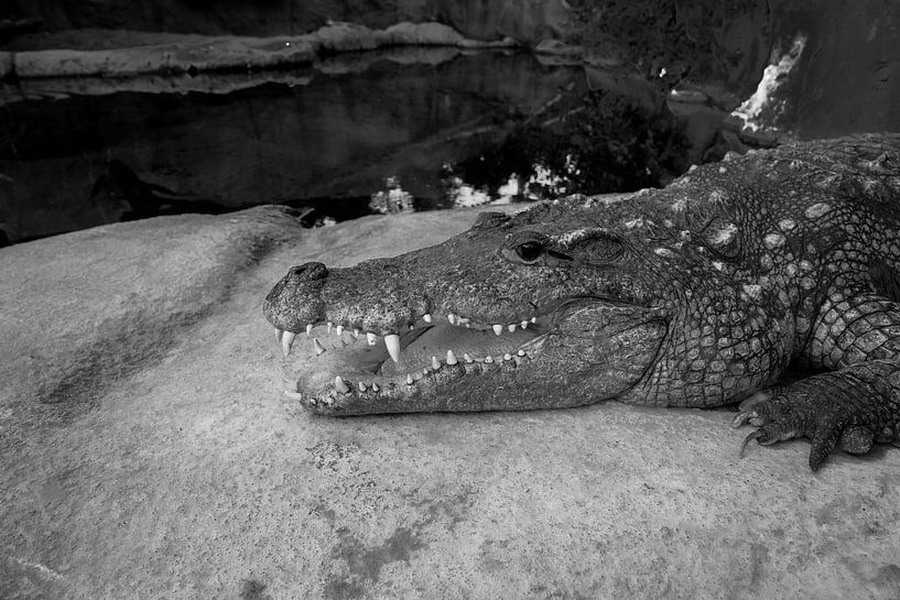 crocodile by Joop Kalshoven