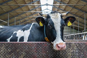 A curious cow by Denny van der Vaart