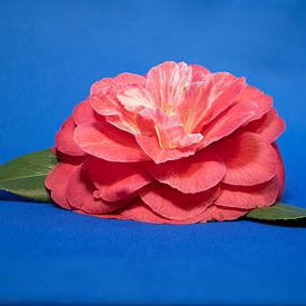 Rode Camellia op blauwe ondergrond. van Jean Weijnen