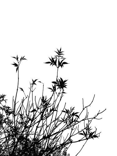 BRANCHES I