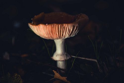 fly agaric mushroom