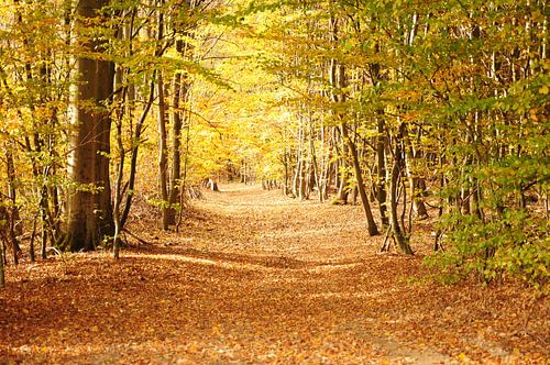 Forest path in autumn