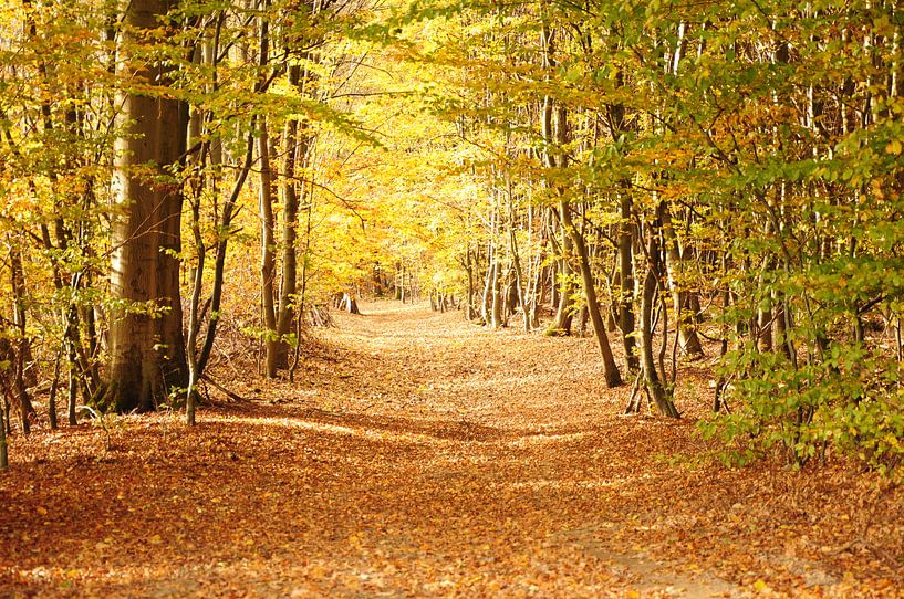 Waldweg im Herbst von Philipp Klassen