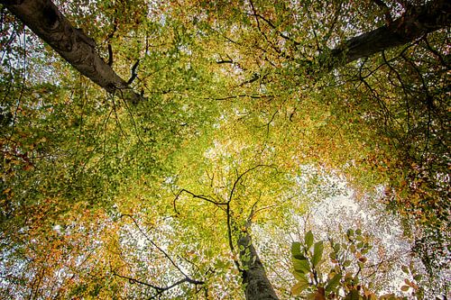 Baumknospen im Herbst und schöne Farben