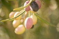 Olive on tree