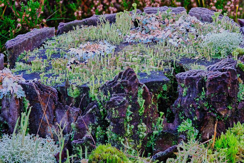 Mosses and lichens by eric van der eijk