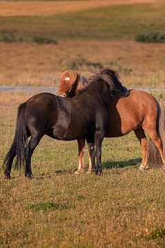 twee IJslandse paarden van Thomas Heitz