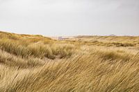 Dune view