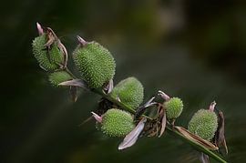 Kuscheliges Grün von True Color Stories