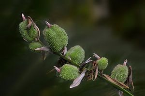 Kuscheliges Grün